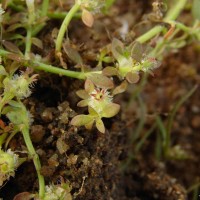 Dentella repens (L.) J.R.Forst. & G.Forst.